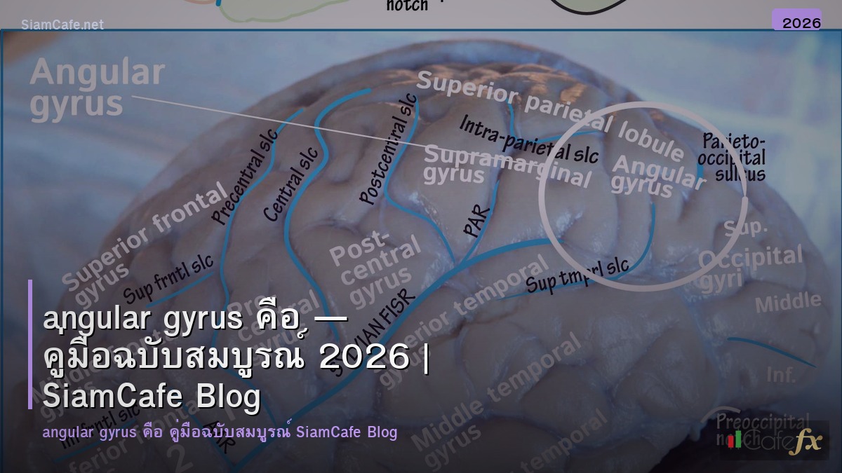 angular gyrus คอ