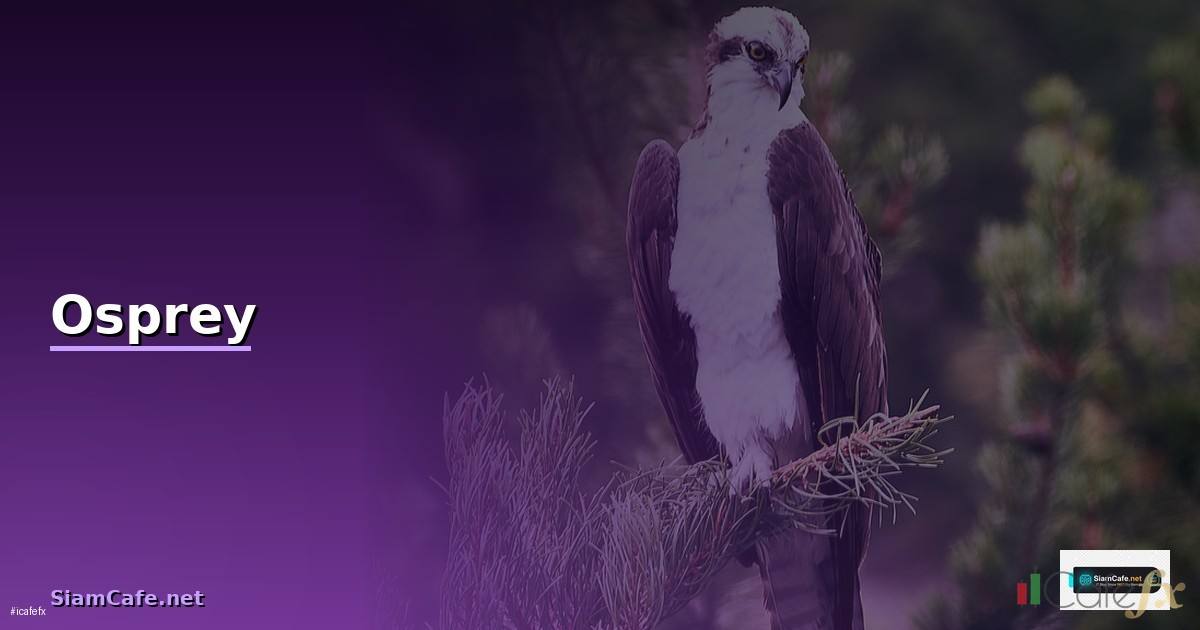 กระเป๋า Osprey — วิธีตั้งค่าและใช้งานจริงพร้อมตัวอย่าง