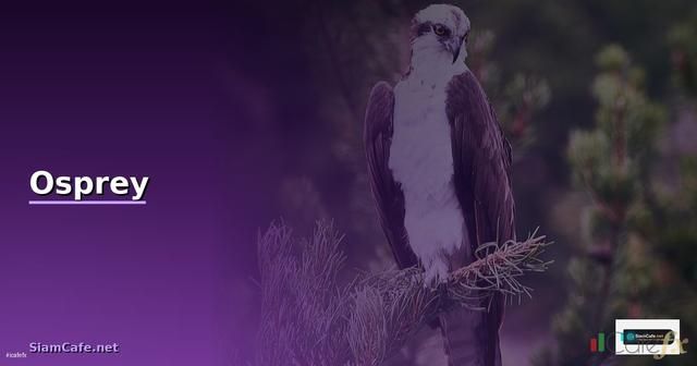 กระเป๋า Osprey — วิธีตั้งค่าและใช้งานจริงพร้อมตัวอย่าง