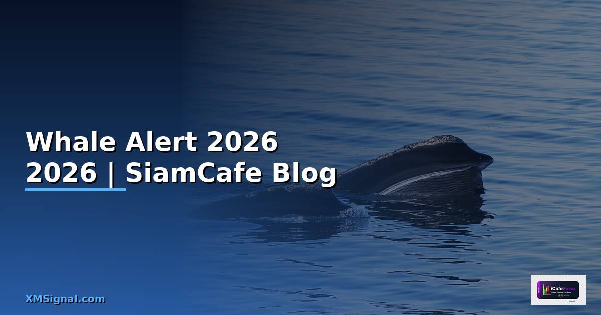 Whale Alert — คู่มือฉบับสมบูรณ์ 2026