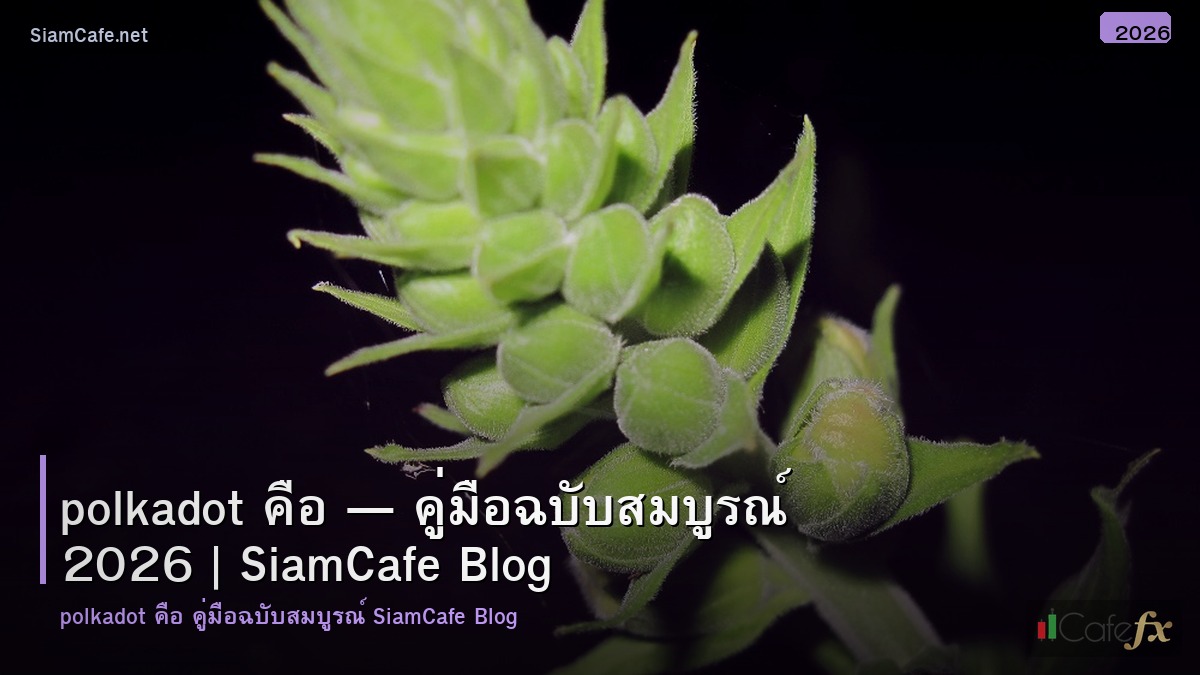 polkadot คอ