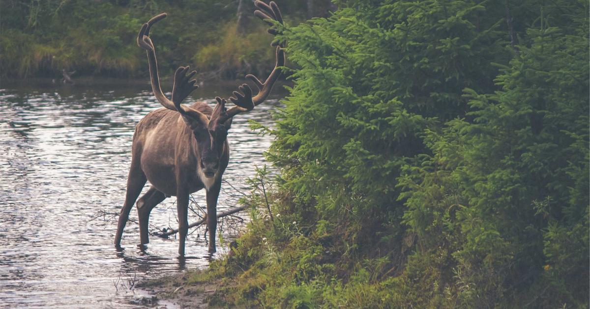 API Testing Framework — คู่มือ 2026