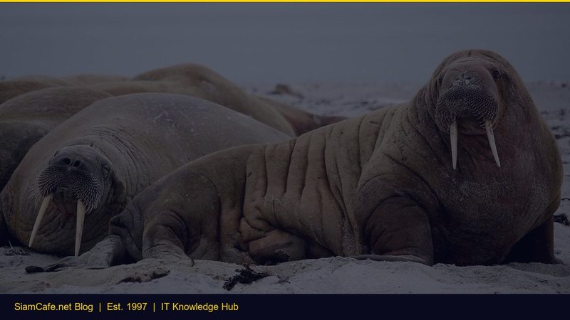 Arista Eos Opnsense Step by Step [อัพเดท 2026]