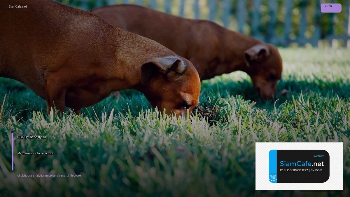 ClickHouse Analytics Microservices Architecture — คู่มือฉบับสมบูรณ์ 2026 | SiamCafe Blog