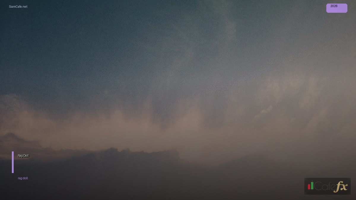 Rag Doll คืออะไร | SiamCafe Blog